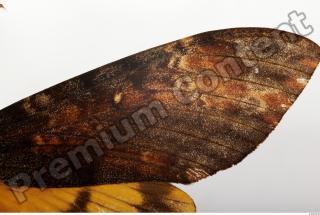 Death-head Hawkmoth - Acherontia atropos 0013